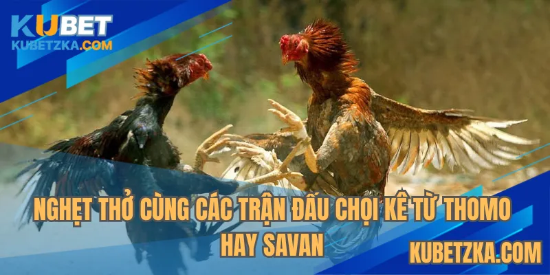 Nghẹt thở cùng các trận đấu chọi kê từ Thomo hay Savan
